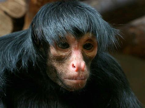 ugly monkey photos|ugly looking monkey.